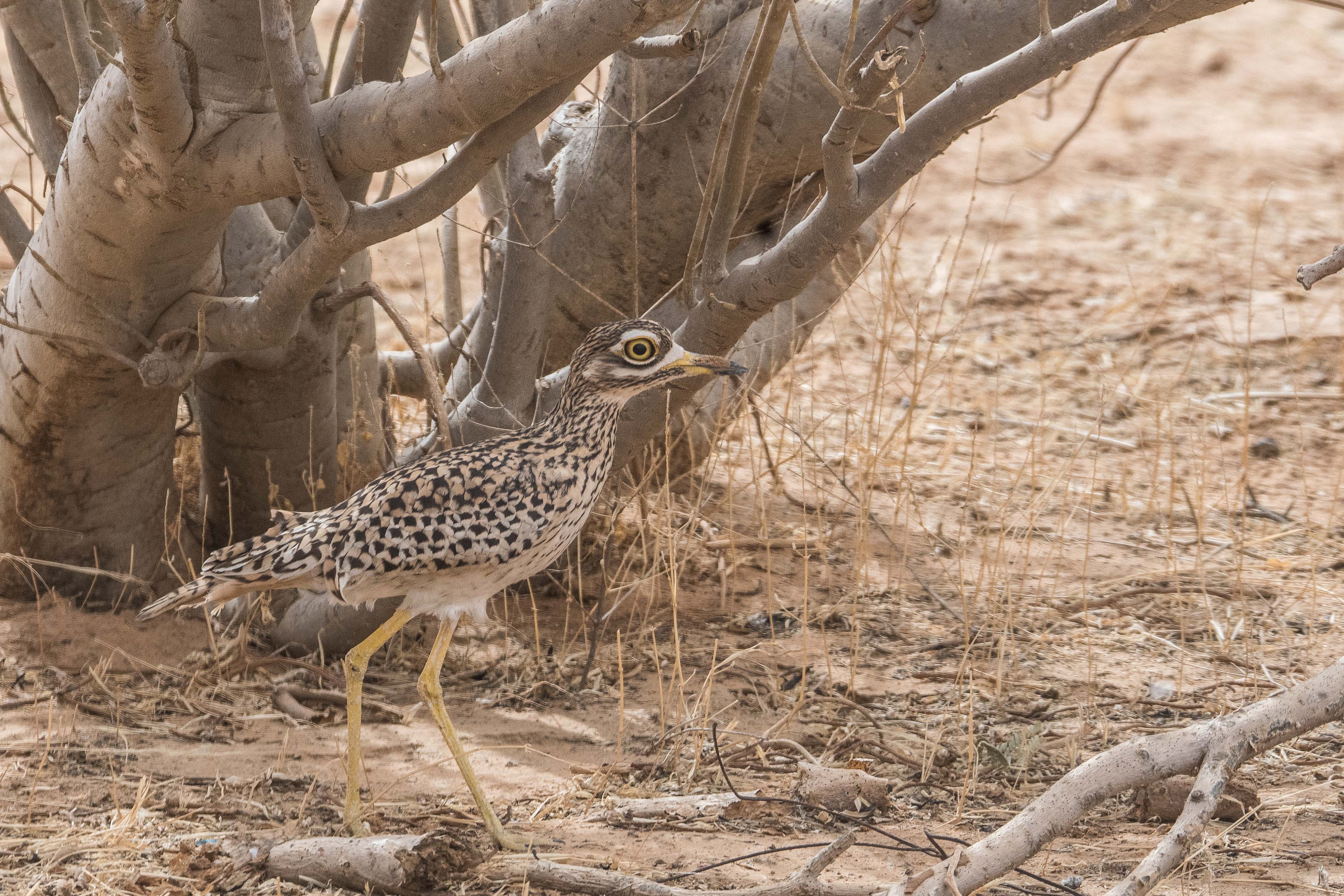 Oedicnème tachard adulte (Spotted thick-knee, Burhinus capensis), Parc National d'Etosha, Namibie, et  Richard toll, Sénégal.